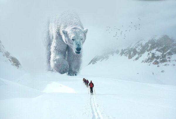 polar bear, ski mountaineering, snow-5850365.jpg